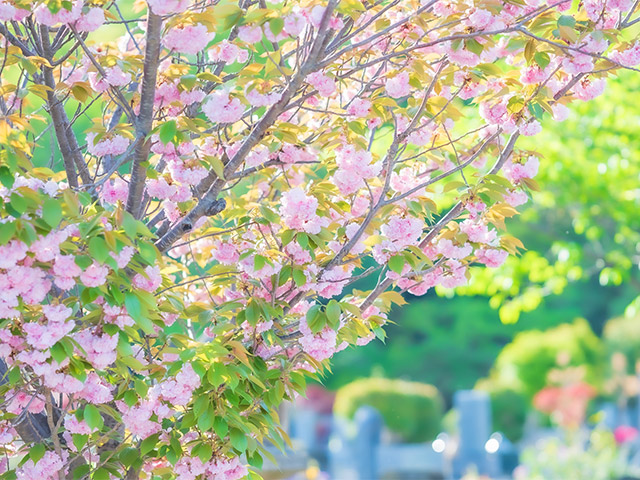 お寺で散骨IMAGE1